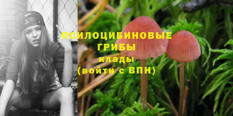 Псилоцибиновые грибы Psilocybe  купить наркотики цена  Усть-Лабинск 